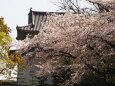 春の大阪城公園