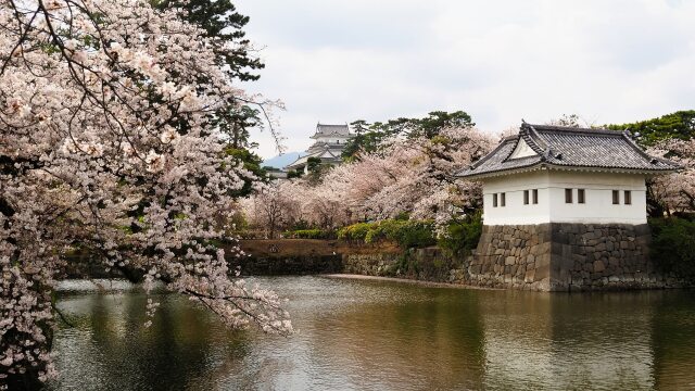 春の小田原城