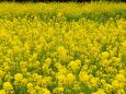 昭和記念公園の菜の花