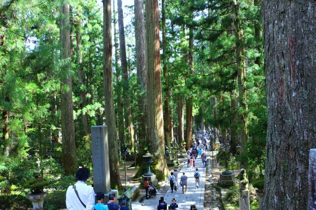 新緑の高野山