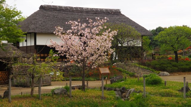 春の昭和記念公園