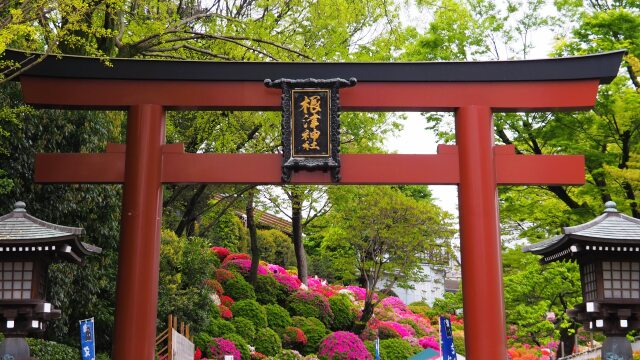 春の根津神社