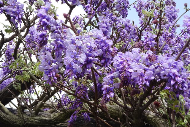 さわやかな藤の花