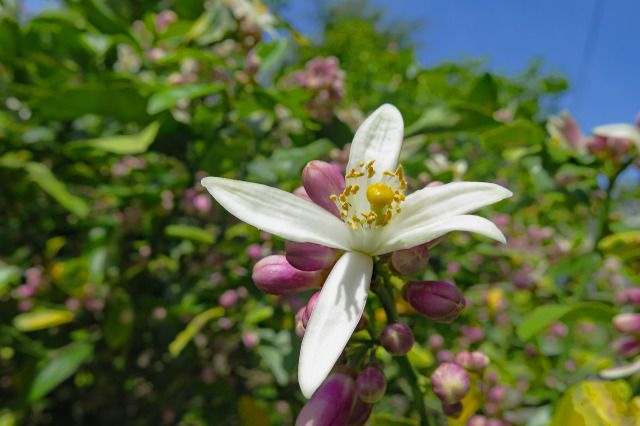 レモンの花