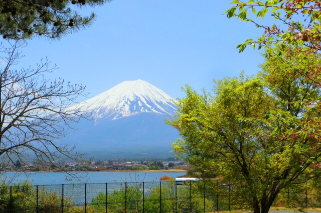 新緑の河口湖