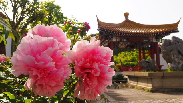 春の大師公園