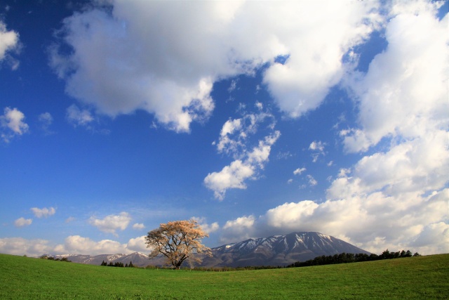 小岩井農場一本桜