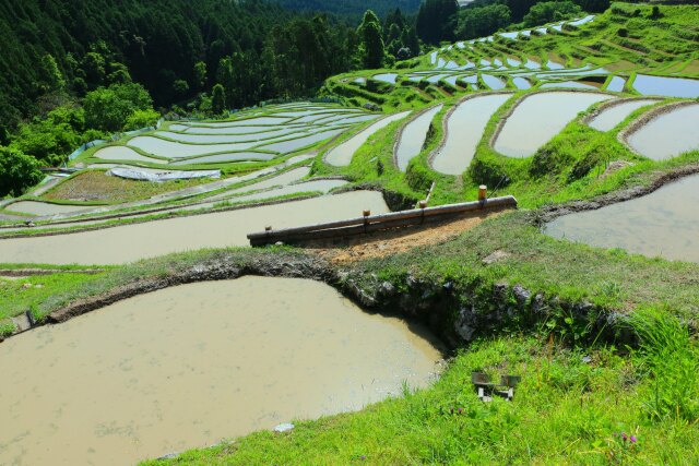 新緑の千枚田