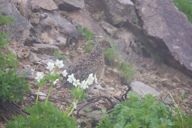 薬師岳のチビ雷鳥3