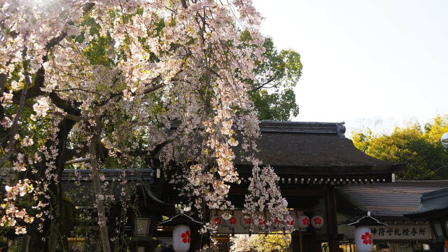 春の平野神社