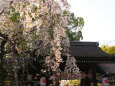 春の平野神社