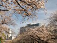 春の天満橋