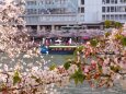 春の天満橋