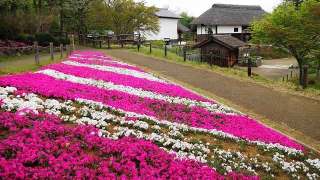 春の昭和記念公園