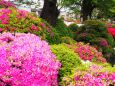 根津神社のツツジ