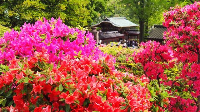 根津神社のツツジ