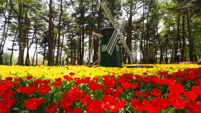 ひたち海浜公園のチューリップ