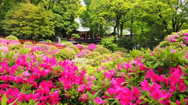 根津神社のツツジ