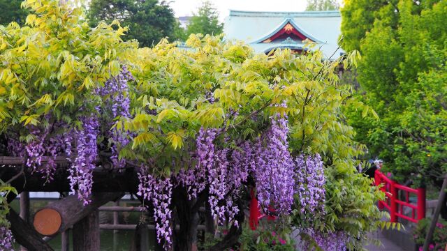 亀戸天神の藤