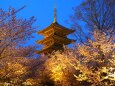 春の夜の東寺