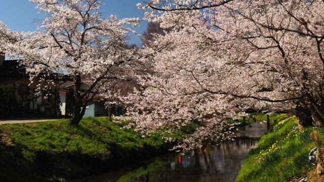 忍野村の桜