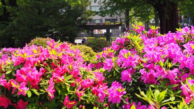 根津神社のツツジ