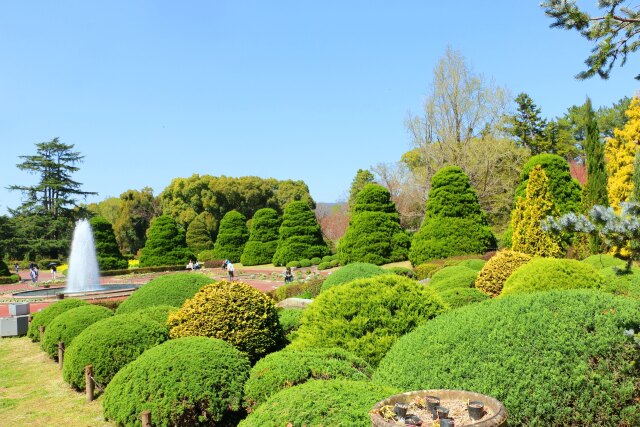 新緑の京都府立植物園