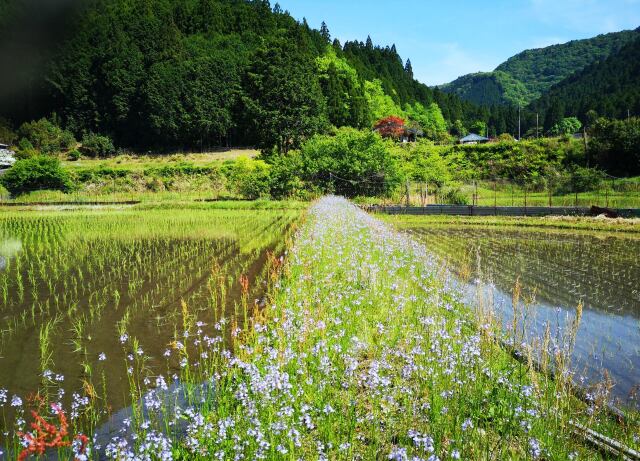 新緑の里山