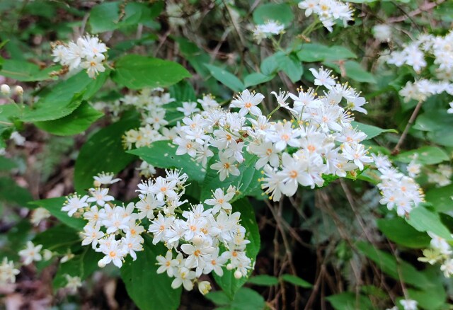 春の山の花