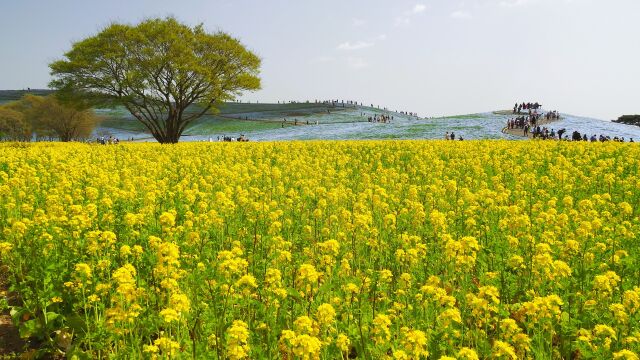 ひたち海浜公園の菜の花