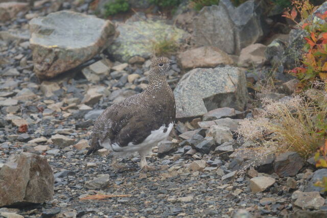 蝶ヶ岳の雄雷鳥