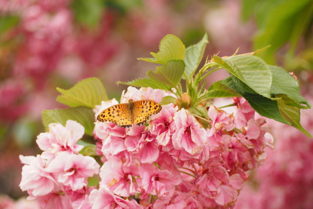 八重桜に蝶