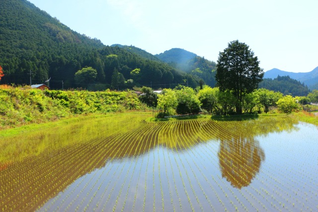 新緑の里山