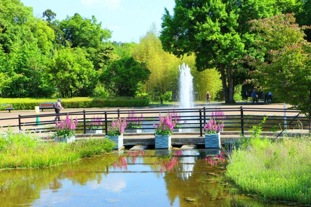 新緑の京都府立植物園