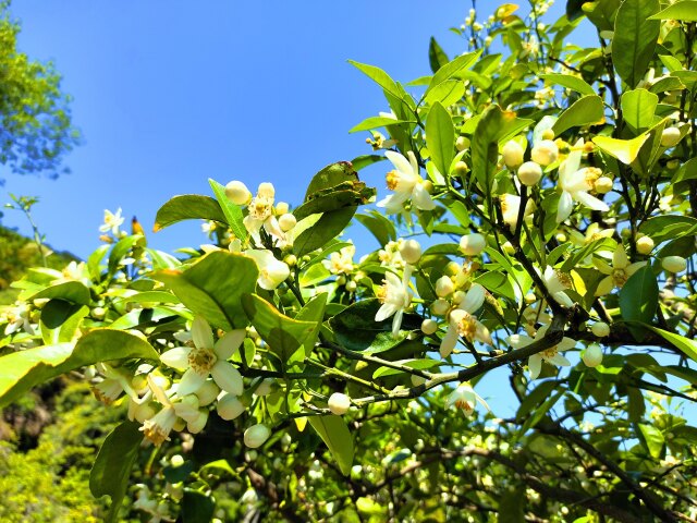 夏みかんの花