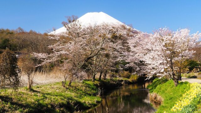 忍野村の桜と水仙と富士山