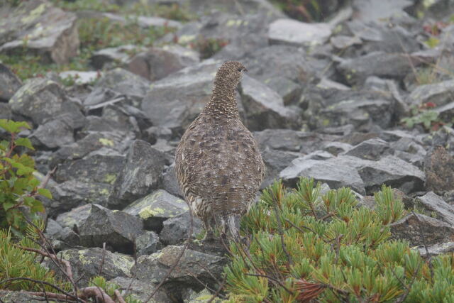 蝶ヶ岳のママ雷鳥