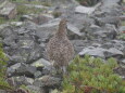 蝶ヶ岳のママ雷鳥