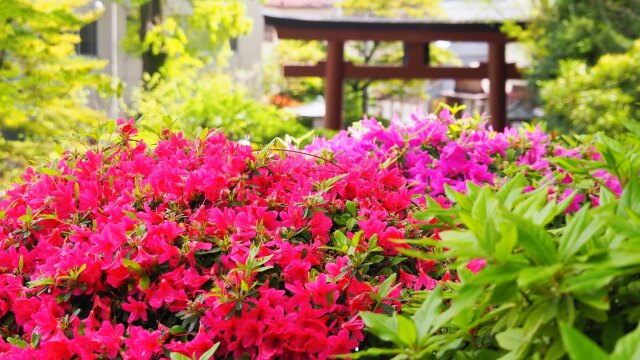 根津神社のツツジ