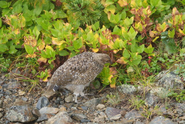 蝶ヶ岳のチビ雷鳥