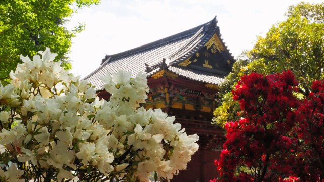 根津神社のツツジ