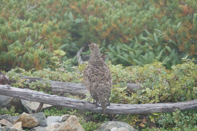 蝶ヶ岳のチビ雷鳥2