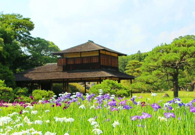 新緑の後楽園