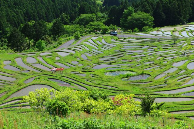 新緑の千枚田