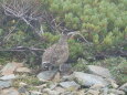 蝶ヶ岳のチビ雷鳥