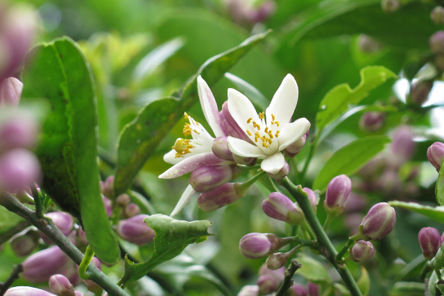 レモンの花