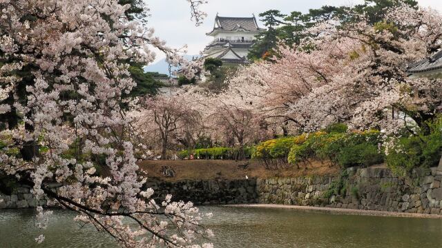 春の小田原城