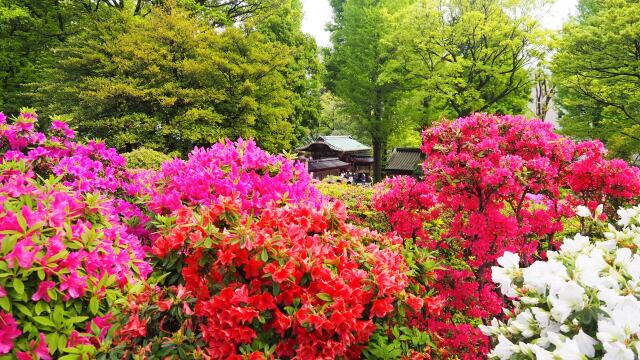 根津神社のツツジ