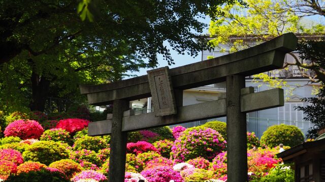 根津神社のツツジ