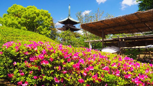 上野東照宮のツツジ